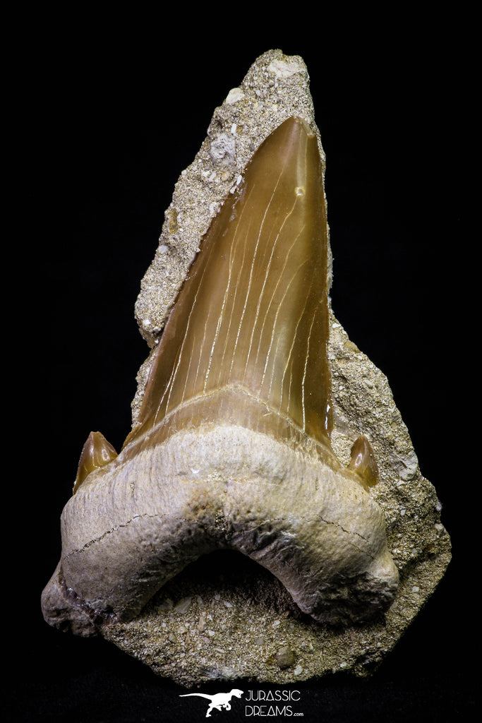 20971 - Top Huge 2.54 Inch Otodus obliquus Shark Tooth in Matrix Paleocene