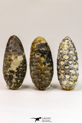 09150 - Great Collection of 3 Fossilized Silicified Pine Cones Equicalastrobus Eocene - Sahara Desert