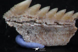 06405 - Great Collection of 3 Hexanchus microdon Shark Teeth Paleocene