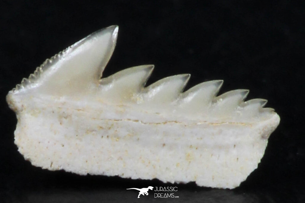 Great Collection of 3 Hexanchus microdon Shark Teeth Paleocene ...