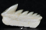 06405 - Great Collection of 3 Hexanchus microdon Shark Teeth Paleocene