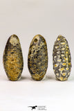 09150 - Great Collection of 3 Fossilized Silicified Pine Cones Equicalastrobus Eocene - Sahara Desert