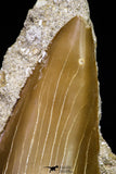 20971 - Top Huge 2.54 Inch Otodus obliquus Shark Tooth in Matrix Paleocene