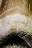 20971 - Top Huge 2.54 Inch Otodus obliquus Shark Tooth in Matrix Paleocene