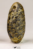 09150 - Great Collection of 3 Fossilized Silicified Pine Cones Equicalastrobus Eocene - Sahara Desert