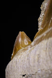 20971 - Top Huge 2.54 Inch Otodus obliquus Shark Tooth in Matrix Paleocene