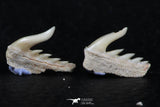 06406 - Great Collection of 3 Weltonia ancistrodon Shark Teeth Paleocene