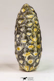 09150 - Great Collection of 3 Fossilized Silicified Pine Cones Equicalastrobus Eocene - Sahara Desert