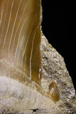 20971 - Top Huge 2.54 Inch Otodus obliquus Shark Tooth in Matrix Paleocene