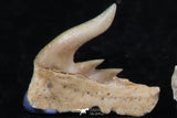 06406 - Great Collection of 3 Weltonia ancistrodon Shark Teeth Paleocene