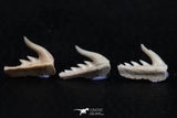 06406 - Great Collection of 3 Weltonia ancistrodon Shark Teeth Paleocene