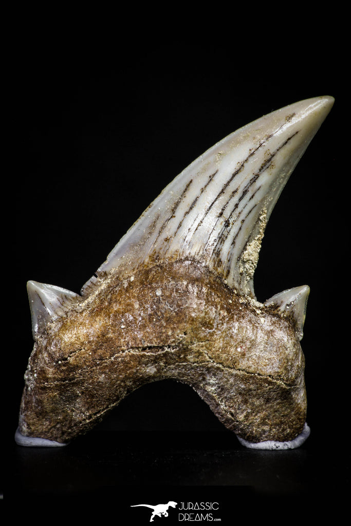 20972 - Top Beautiful 1.42 Inch OTODUS OBLIQUUS (mackerel shark) Tooth Paleocene