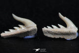 06406 - Great Collection of 3 Weltonia ancistrodon Shark Teeth Paleocene