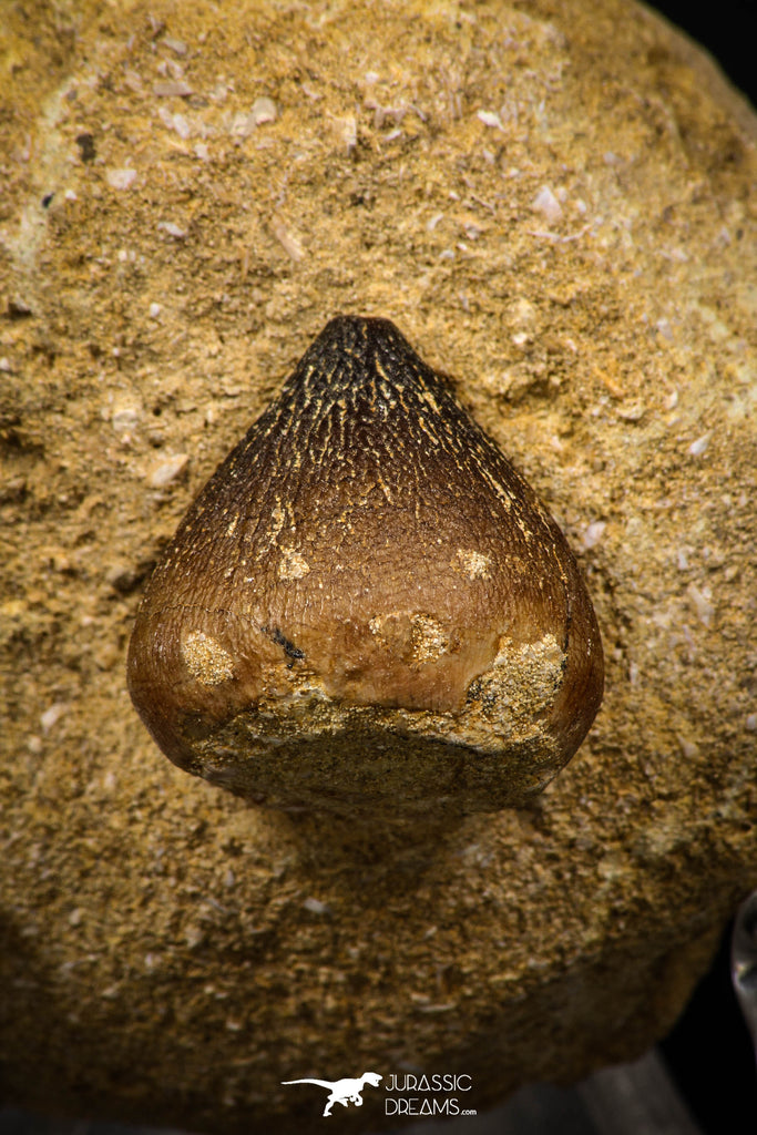 07998 - Nicely Preserved 0.87 Inch Globidens phosphaticus (Mosasaur) Tooth on Matrix Cretaceous