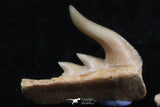 06406 - Great Collection of 3 Weltonia ancistrodon Shark Teeth Paleocene