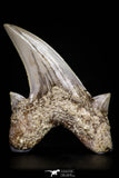 20972 - Top Beautiful 1.42 Inch OTODUS OBLIQUUS (mackerel shark) Tooth Paleocene