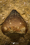 07998 - Nicely Preserved 0.87 Inch Globidens phosphaticus (Mosasaur) Tooth on Matrix Cretaceous