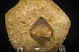 07998 - Nicely Preserved 0.87 Inch Globidens phosphaticus (Mosasaur) Tooth on Matrix Cretaceous