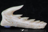 06407 - Great Collection of 3 Weltonia ancistrodon Shark Teeth Paleocene