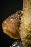 07998 - Nicely Preserved 0.87 Inch Globidens phosphaticus (Mosasaur) Tooth on Matrix Cretaceous