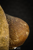 07998 - Nicely Preserved 0.87 Inch Globidens phosphaticus (Mosasaur) Tooth on Matrix Cretaceous