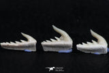 06407 - Great Collection of 3 Weltonia ancistrodon Shark Teeth Paleocene