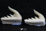 06407 - Great Collection of 3 Weltonia ancistrodon Shark Teeth Paleocene