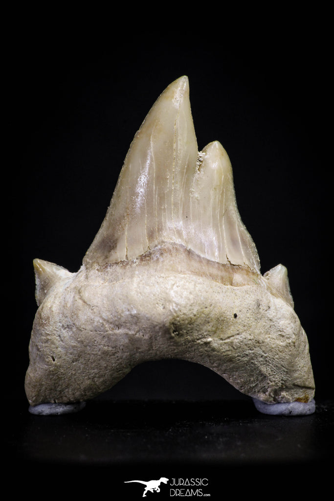 20973 - Super Rare Pathologically Deformed Triple Tipped 1.23 Inch Otodus obliquus Shark Tooth