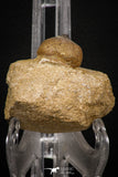 07999 - Nicely Preserved 0.83 Inch Globidens phosphaticus (Mosasaur) Tooth on Matrix Cretaceous
