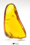 09151 - Top Quality 1.19 Inch Baltic Amber With An Inclusion Of Fossil Insects (Diptera- Dolichopodidae Fly)