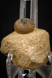 07999 - Nicely Preserved 0.83 Inch Globidens phosphaticus (Mosasaur) Tooth on Matrix Cretaceous