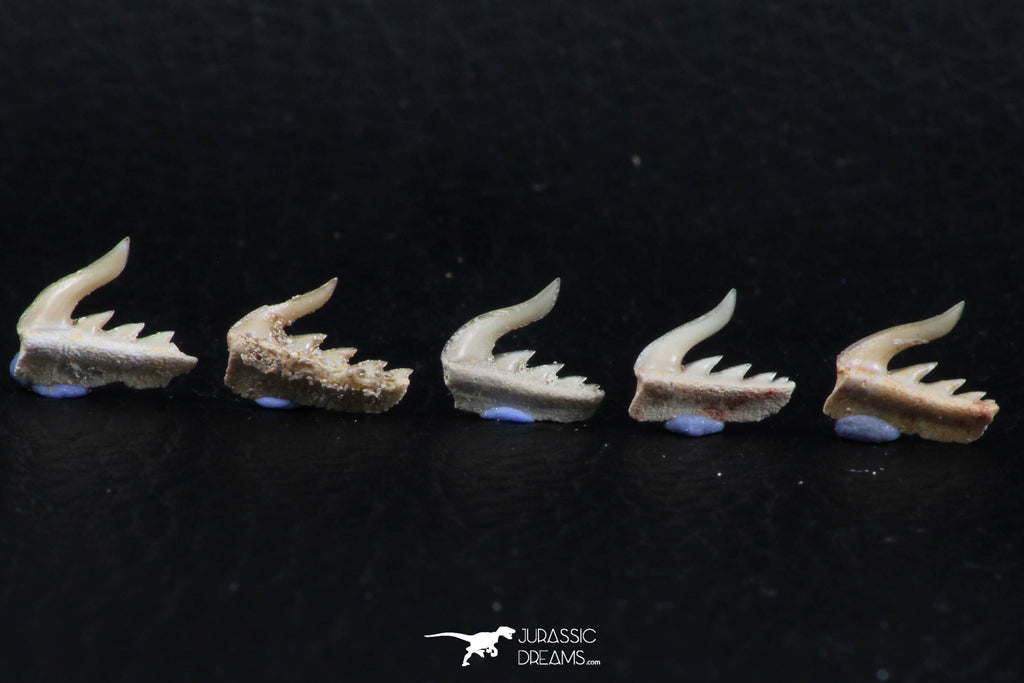 06408 - Great Collection of 5 Weltonia ancistrodon Shark Teeth Paleocene