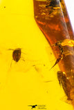 09151 - Top Quality 1.19 Inch Baltic Amber With An Inclusion Of Fossil Insects (Diptera- Dolichopodidae Fly)