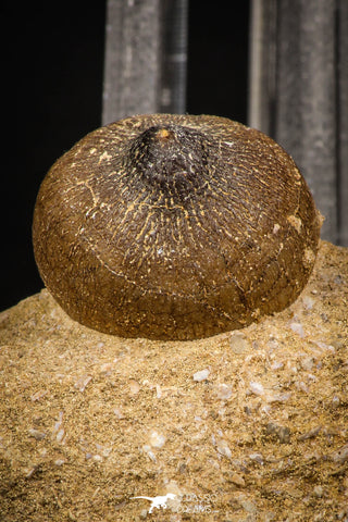 07999 - Nicely Preserved 0.83 Inch Globidens phosphaticus (Mosasaur) Tooth on Matrix Cretaceous