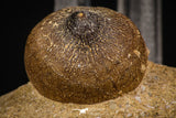 07999 - Nicely Preserved 0.83 Inch Globidens phosphaticus (Mosasaur) Tooth on Matrix Cretaceous