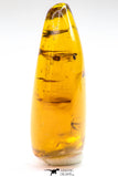 09151 - Top Quality 1.19 Inch Baltic Amber With An Inclusion Of Fossil Insects (Diptera- Dolichopodidae Fly)