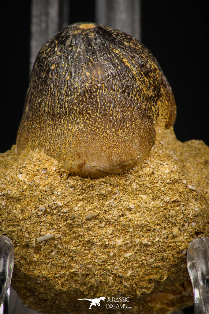 08000 - Nicely Preserved 1.10 Inch Globidens phosphaticus (Mosasaur) Tooth on Matrix Cretaceous