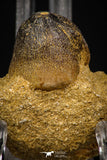 08000 - Nicely Preserved 1.10 Inch Globidens phosphaticus (Mosasaur) Tooth on Matrix Cretaceous