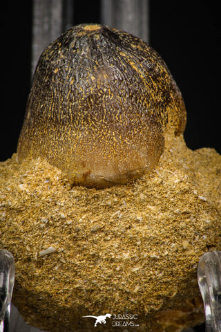 08000 - Nicely Preserved 1.10 Inch Globidens phosphaticus (Mosasaur) Tooth on Matrix Cretaceous
