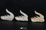 06408 - Great Collection of 5 Weltonia ancistrodon Shark Teeth Paleocene