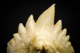 20974 - Well Preserved 0.44 Inch Ginglymostoma sp Nurse Shark Teeth Paleocene