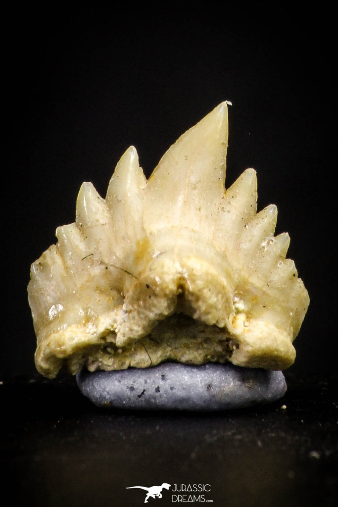20974 - Well Preserved 0.44 Inch Ginglymostoma sp Nurse Shark Teeth Paleocene