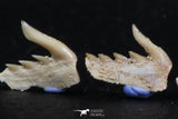 06408 - Great Collection of 5 Weltonia ancistrodon Shark Teeth Paleocene