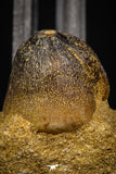 08000 - Nicely Preserved 1.10 Inch Globidens phosphaticus (Mosasaur) Tooth on Matrix Cretaceous