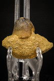 08000 - Nicely Preserved 1.10 Inch Globidens phosphaticus (Mosasaur) Tooth on Matrix Cretaceous