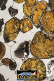 09152 - Sericho Pallasite Meteorite Polished Section Fell in Kenya 24 g