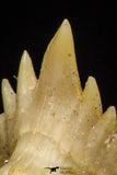 20974 - Well Preserved 0.44 Inch Ginglymostoma sp Nurse Shark Teeth Paleocene