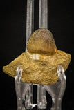 08000 - Nicely Preserved 1.10 Inch Globidens phosphaticus (Mosasaur) Tooth on Matrix Cretaceous