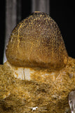 08000 - Nicely Preserved 1.10 Inch Globidens phosphaticus (Mosasaur) Tooth on Matrix Cretaceous