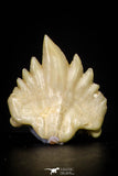 20974 - Well Preserved 0.44 Inch Ginglymostoma sp Nurse Shark Teeth Paleocene